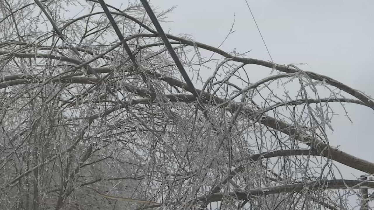 Trees on Power Lines